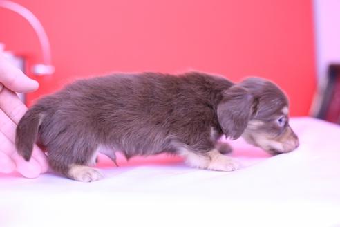 成約済の愛知県のカニンヘンダックスフンド(ロングヘアード)-72217の2枚目