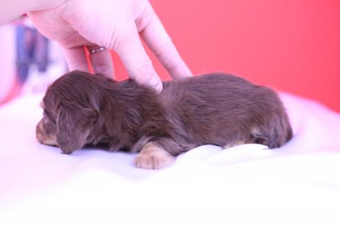 成約済の愛知県のカニンヘンダックスフンド(ロングヘアード)-72219の3枚目