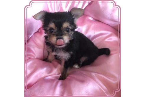 成約済の東京都のミックス犬-72230の3枚目