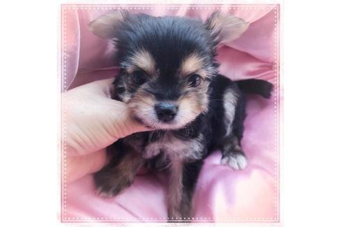 成約済の東京都のミックス犬-72230の2枚目
