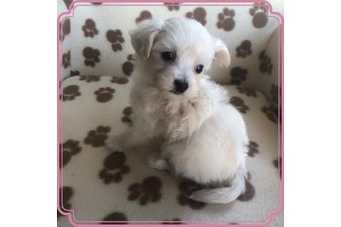 成約済の東京都のミックス犬-72231