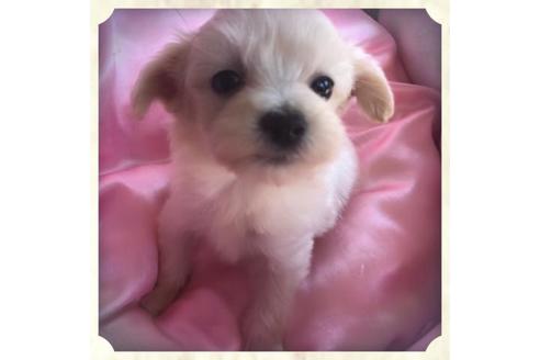成約済の東京都のミックス犬-72231の3枚目