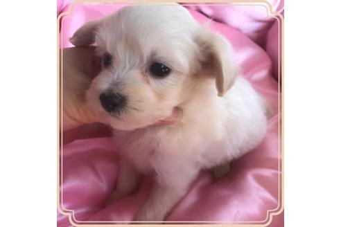 成約済の東京都のミックス犬-72231の2枚目