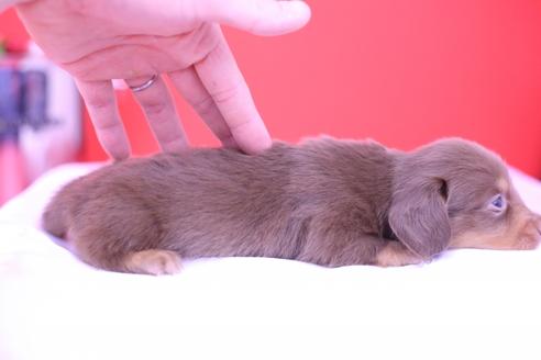 成約済の愛知県のカニンヘンダックスフンド(ロングヘアード)-72232の6枚目