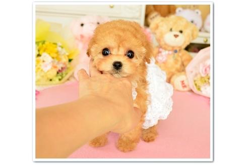 成約済の岩手県のティーカッププードル-72240の1枚目