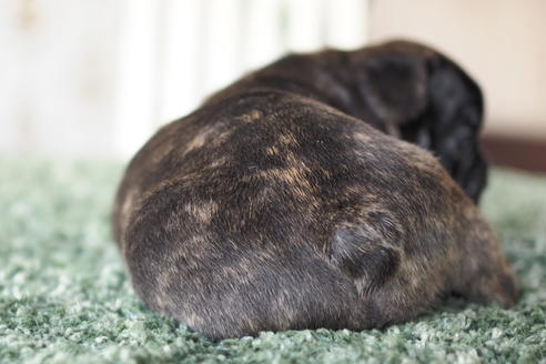 成約済の愛知県のフレンチブルドッグ-72285の1枚目