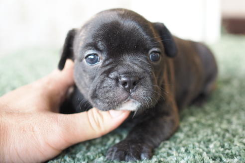 成約済の愛知県のフレンチブルドッグ-72285の2枚目