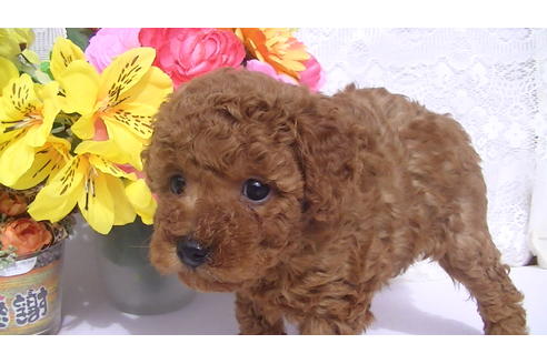 成約済の福岡県のタイニープードル-70256の7枚目