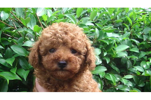 成約済の福岡県のタイニープードル-69476の7枚目