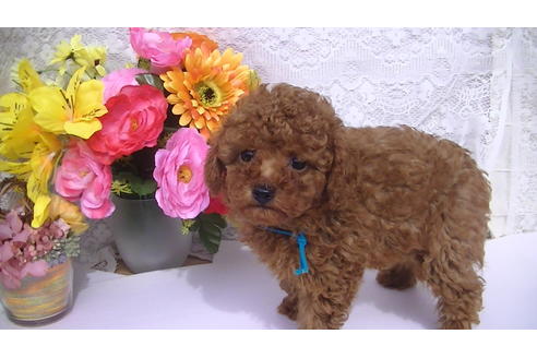 成約済の福岡県のタイニープードル-69476の6枚目