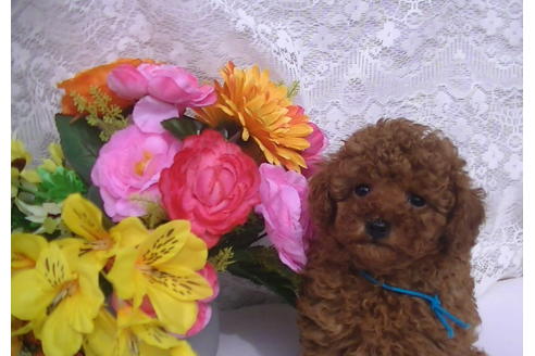 成約済の福岡県のタイニープードル-69476の5枚目