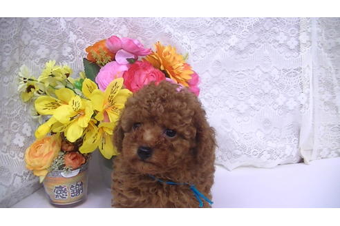 成約済の福岡県のタイニープードル-69476の4枚目