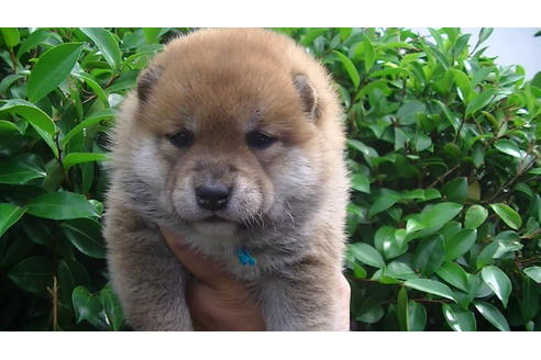 成約済の福岡県の豆柴-70907の6枚目