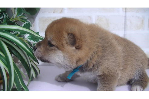 成約済の福岡県の豆柴-70907の5枚目