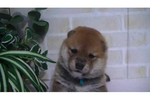 成約済の福岡県の豆柴-70907の4枚目