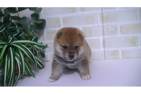 成約済の福岡県の豆柴-70907の3枚目