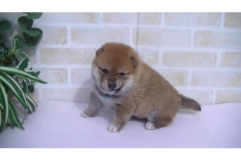 成約済の福岡県の豆柴-70907の2枚目