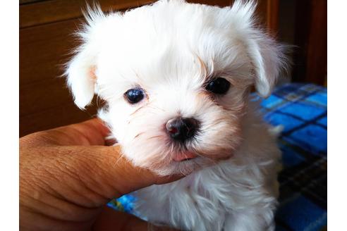 子犬