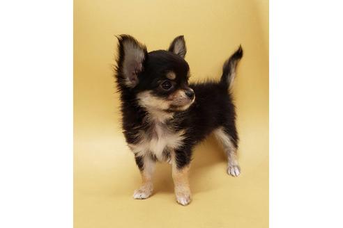 大阪府のチワワ ロングコート 女の子 19 04 01生まれ ブラックタン 子犬id ブリーダーナビ