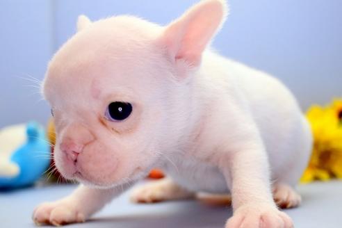 成約済の愛知県のフレンチブルドッグ-71854の11枚目