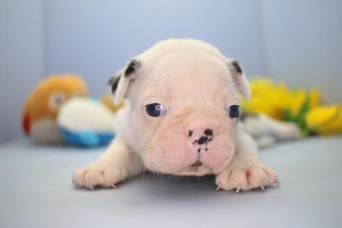 成約済の愛知県のミックス犬-72336の8枚目