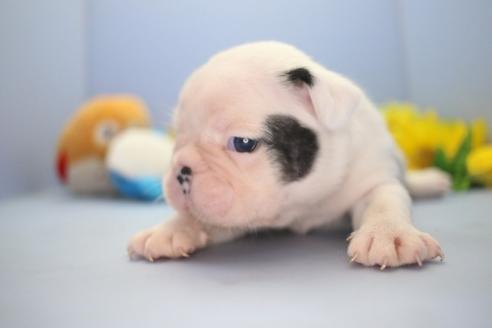 成約済の愛知県のミックス犬-72336の7枚目