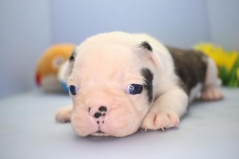 成約済の愛知県のミックス犬-72336の6枚目
