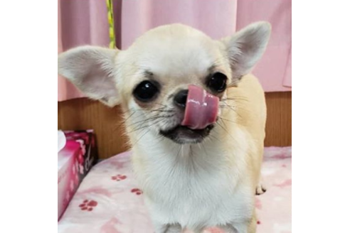 成約済の沖縄県のチワワ(スムースコート)-63073の1枚目