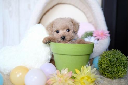 成約済の滋賀県のトイプードル-71513の1枚目