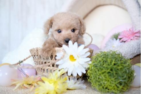 成約済の滋賀県のトイプードル-71513の5枚目