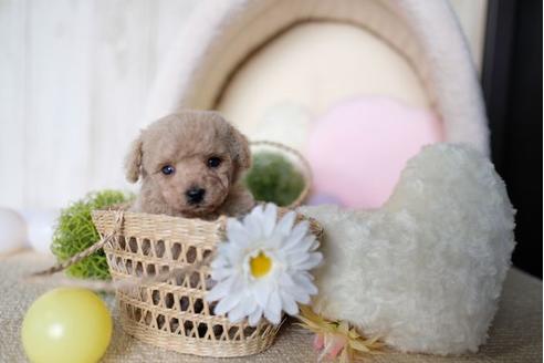 成約済の滋賀県のトイプードル-71513の3枚目