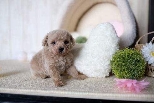 成約済の滋賀県のトイプードル-71513の2枚目