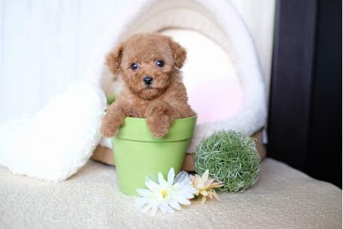 成約済の滋賀県のトイプードル-71514の1枚目