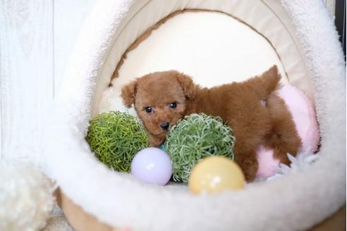 成約済の滋賀県のトイプードル-71514の5枚目