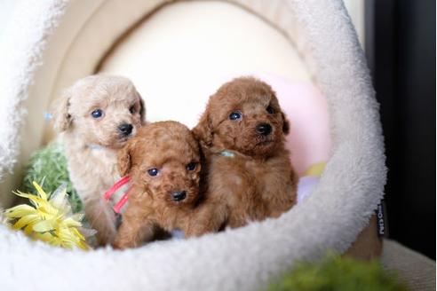 成約済の滋賀県のトイプードル-71514の4枚目