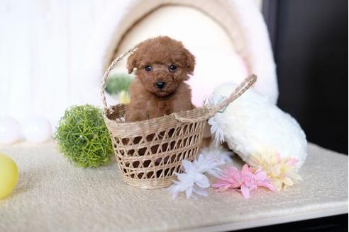 成約済の滋賀県のトイプードル-71514の3枚目