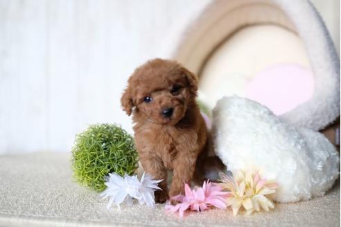 成約済の滋賀県のトイプードル-71514の2枚目