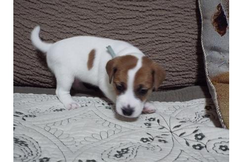 子犬