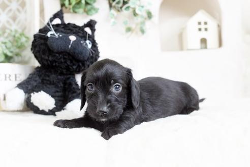 成約済の佐賀県のカニンヘンダックスフンド(ワイヤーヘアード)-72413の5枚目