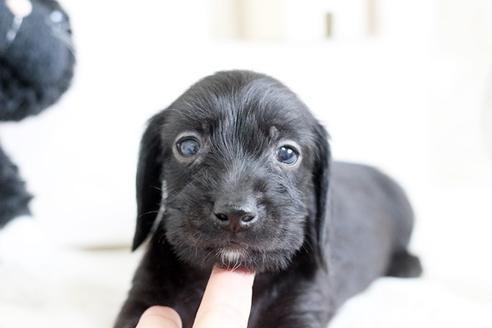 成約済の佐賀県のカニンヘンダックスフンド(ワイヤーヘアード)-72413の4枚目