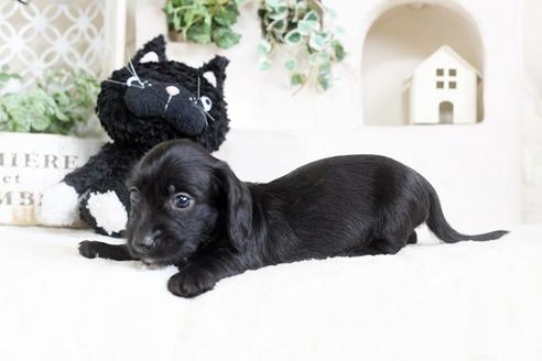 成約済の佐賀県のカニンヘンダックスフンド(ワイヤーヘアード)-72413の3枚目