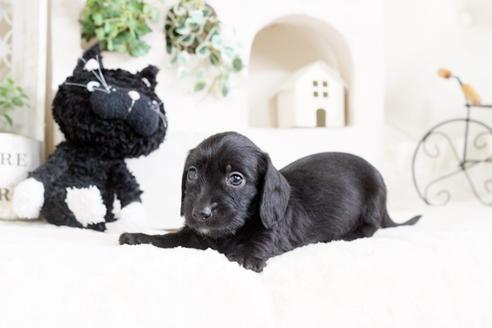 成約済の佐賀県のカニンヘンダックスフンド(ワイヤーヘアード)-72413の2枚目