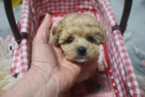 成約済の奈良県のトイプードル-72424の4枚目