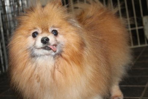 成約済の奈良県のポメラニアン-72428の2枚目