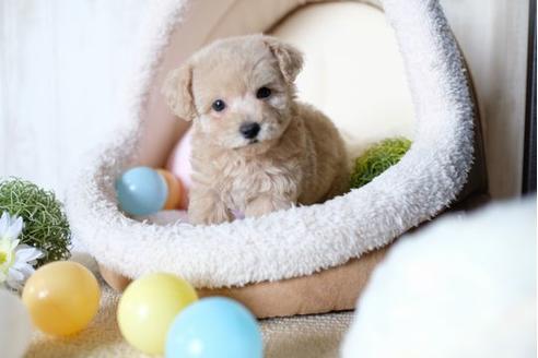 成約済の滋賀県のトイプードル-71534の1枚目