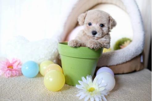 成約済の滋賀県のトイプードル-71534の5枚目