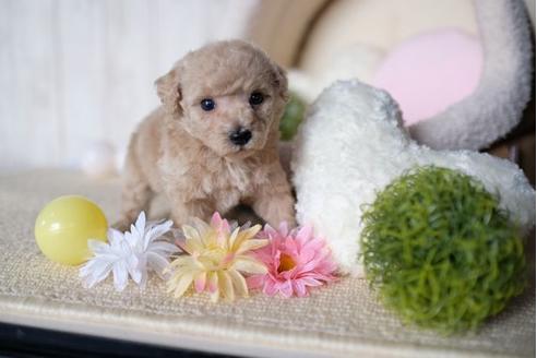 成約済の滋賀県のトイプードル-71534の3枚目