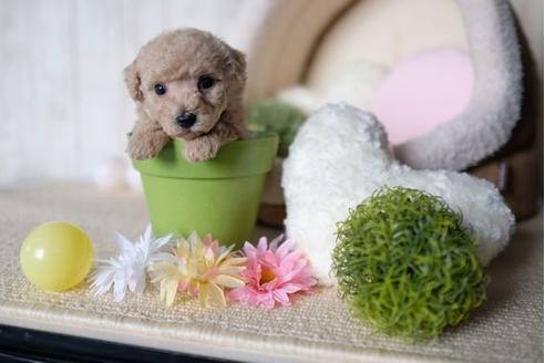 成約済の滋賀県のトイプードル-71534の2枚目