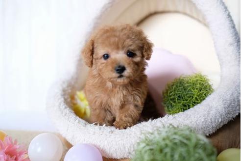 成約済の滋賀県のトイプードル-71538の1枚目