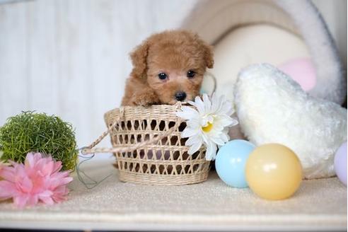 成約済の滋賀県のトイプードル-71538の5枚目